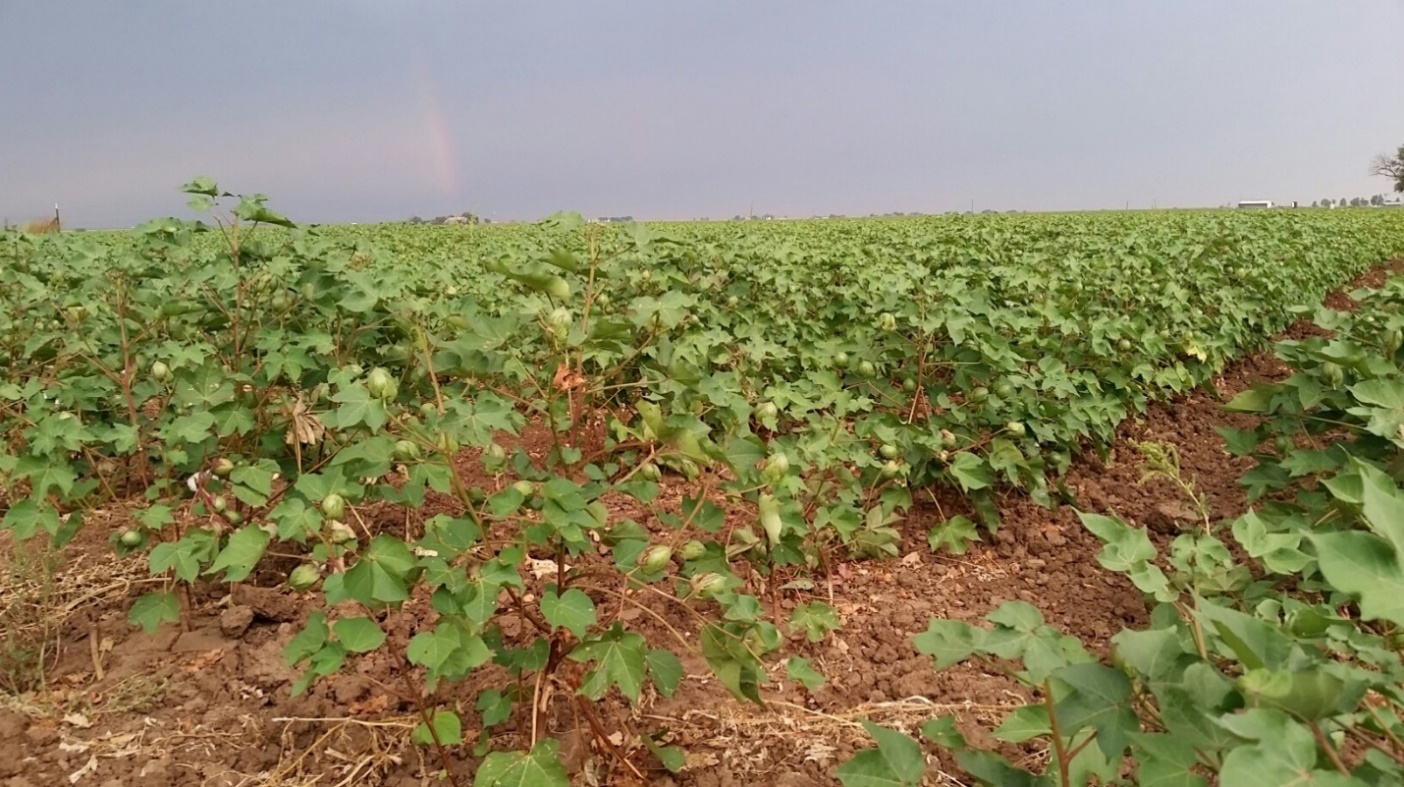Large Cotton Crop Expected in Texas NAFB